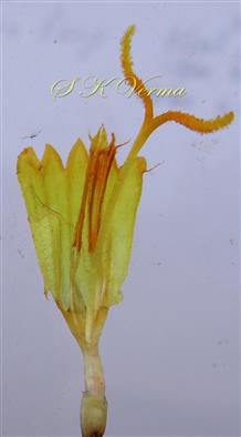  Disc Floret (Opened)